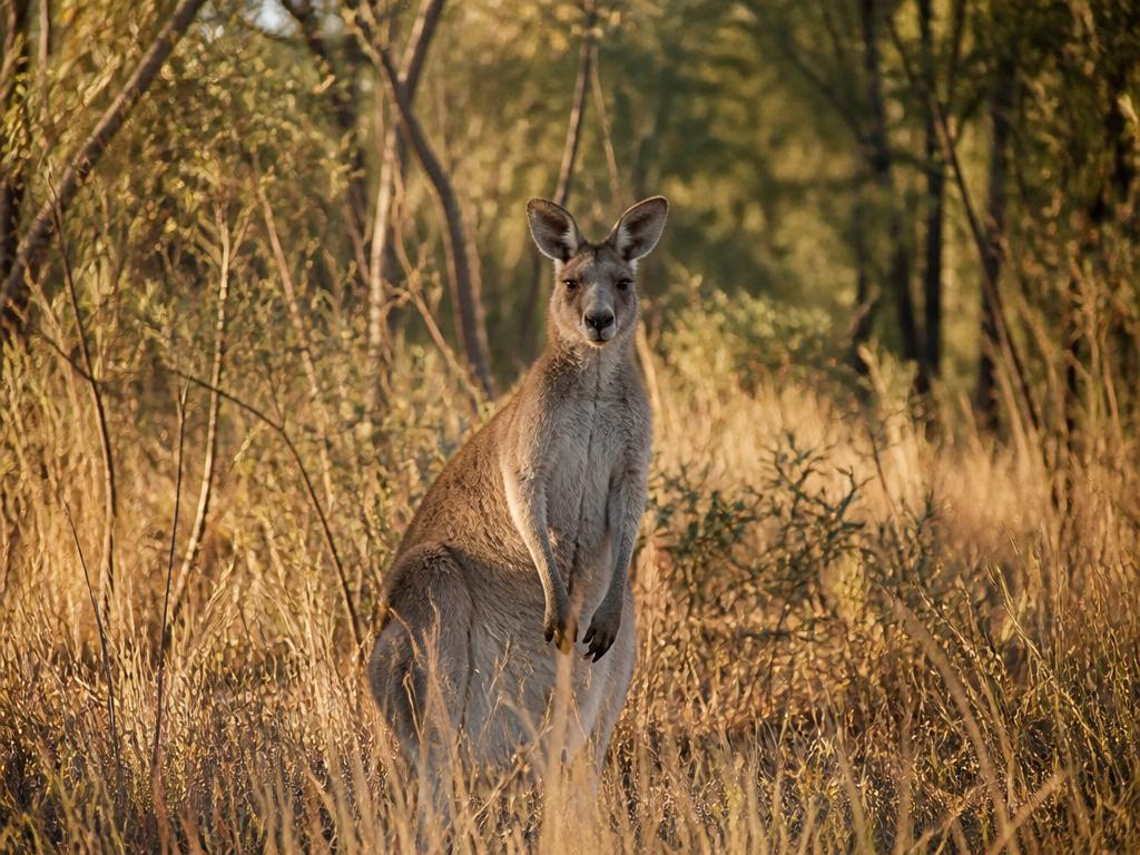 Kangaroo in the Australian bush